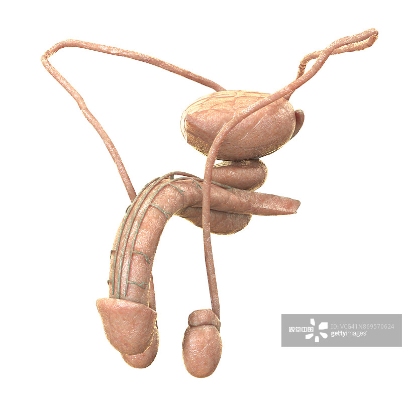 前列腺炎能自行缓解吗