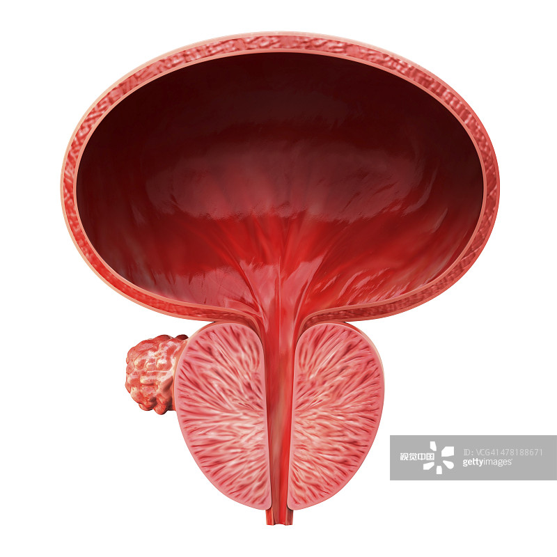 前列腺增生手术多久能同房